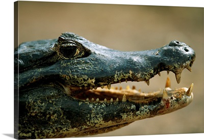 Close-Up Portrait Of A Speckled Caiman In The Pantanal Region Of Brazil