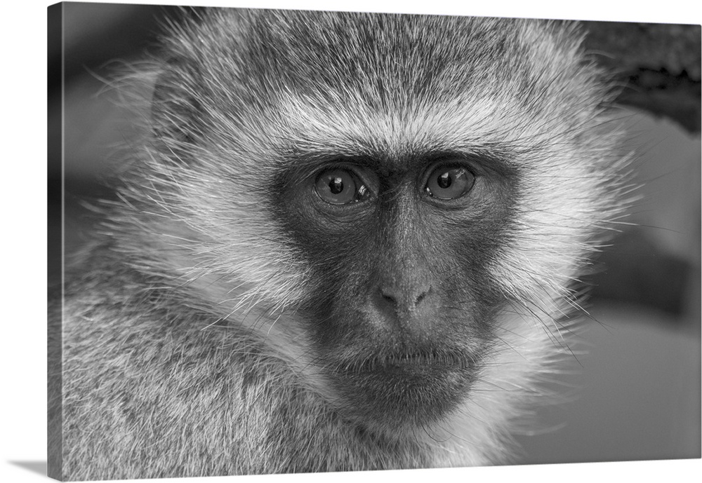 Close-up portrait of a vervet monkey (chlorocebus pygerythrus) looking at the camera at Klein's camp. Serengeti, Tanzania.