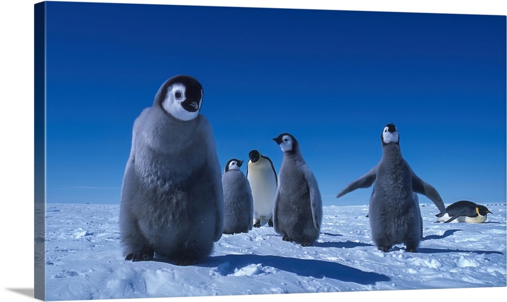 Close-up portrait of Emperor Penguin Chicks (Aptenodytes forsteri) standing on icy landscape under a blue sky, Atka Bay Ro...