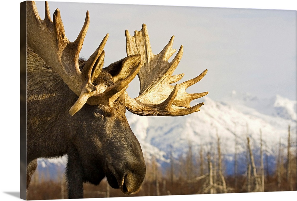 Up-close photograph of moose with snow covered mountains in the background.