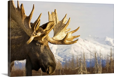 Close up profile of an adult moose at the Alaska Wildlife Conservation Center