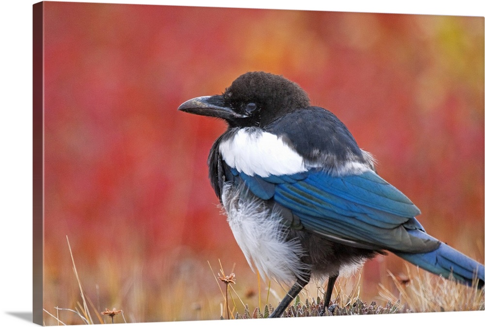 Close up view of a Black-Billed Magpie standing in the fall tundra with red foliage background near Polychrome Pass, Denal...