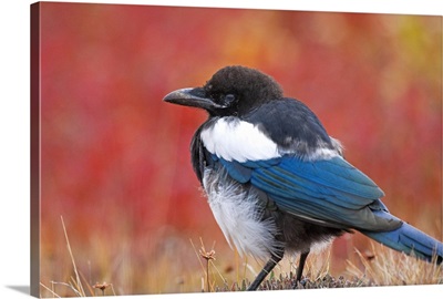 Close up view of a Black Billed Magpie standing in the fall tundra