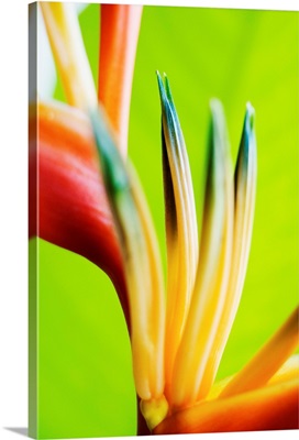 Close-Up View Of Heliconia