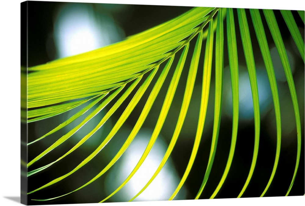 Close-Up View Of Palm Leaf, Hanging From Tree, Blurry Background