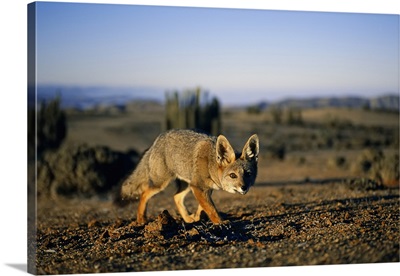 Close View Of A Gray Fox Eyeing The Camera In The Atacama Desert, Chile