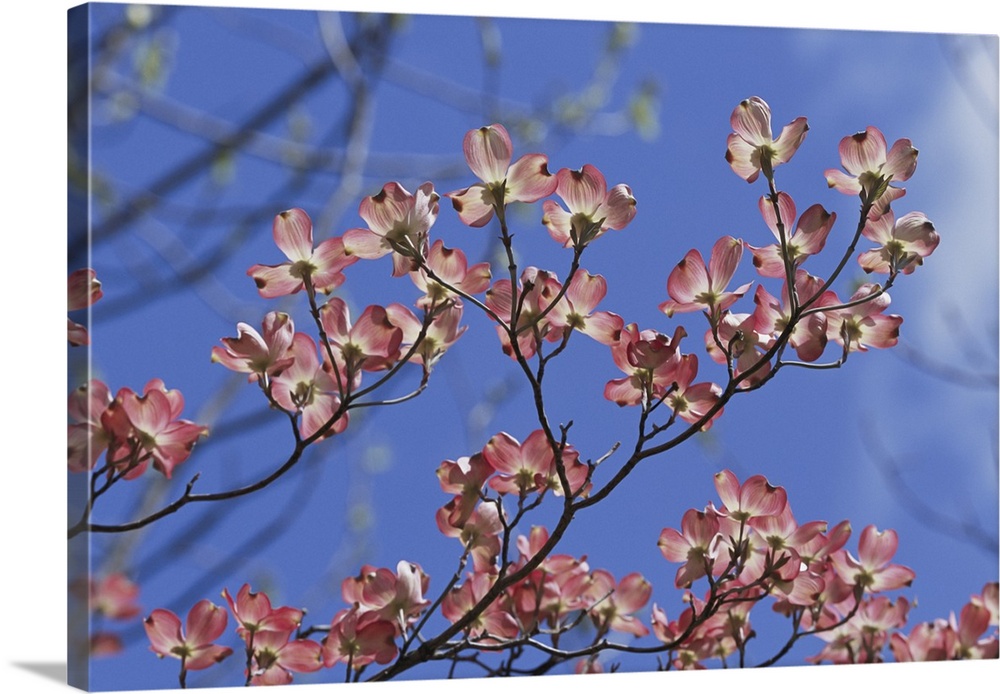 Close view of pink dogwood blossoms. Massachusetts.