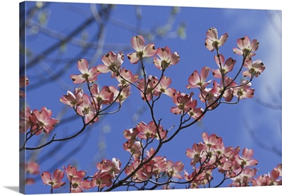 Close View Of Pink Dogwood Blossoms, Massachusetts