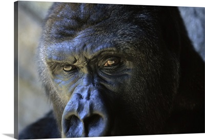 Close View Of The Face A Gorilla (Gorilla Gorilla), Florida, United States Of America