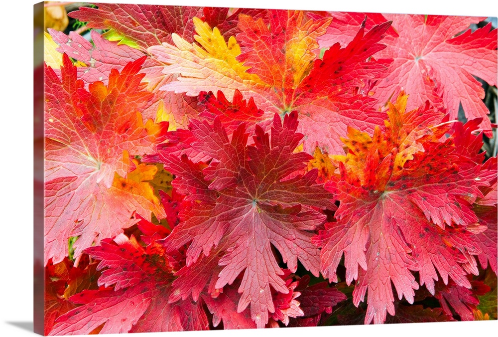 Photographic print of a close-up of bright warm fall leaves.
