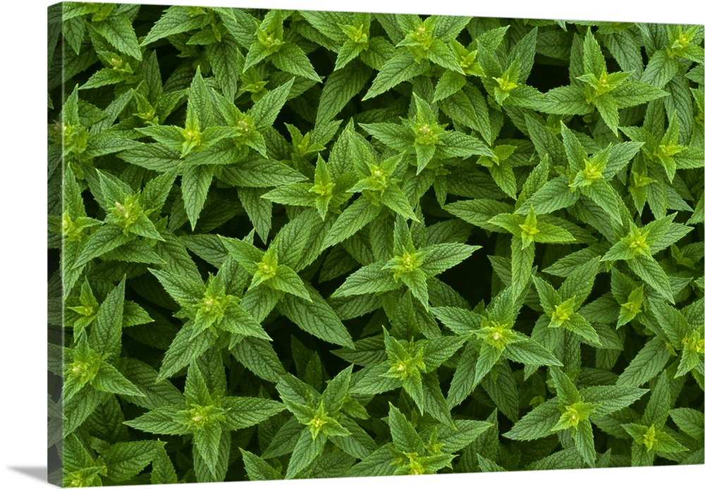Closeup detail of commercial spearmint growing in a field, Yakima County, Washington