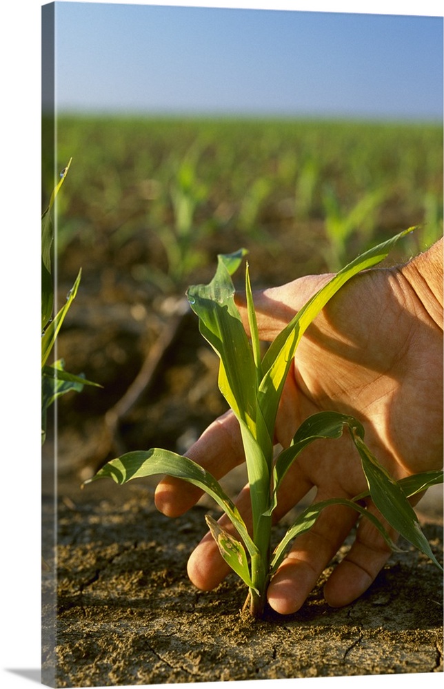 Closeup of a farmer's hand and an early growth Roundup Ready grain corn plant