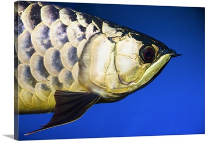 Closeup Of A Fish