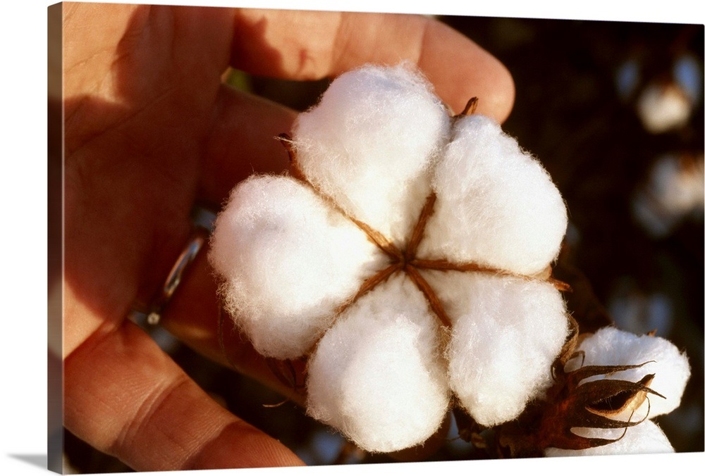 Closeup of a mature open 5lock cotton boll that is ready for harvest