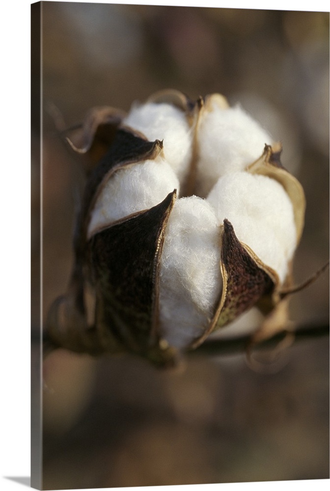 Closeup of a partially open cotton boll, Mississippi
