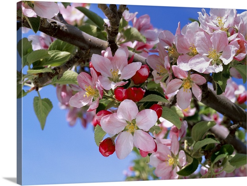 Closeup of Braeburn apple blossoms, near Wenatchee, Washington Wall Art