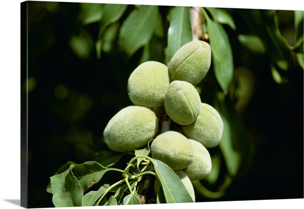 Closeup of maturing almonds on the tree, Manteca, California