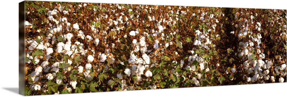 Closeup of rows of mature harvest ready cotton plants