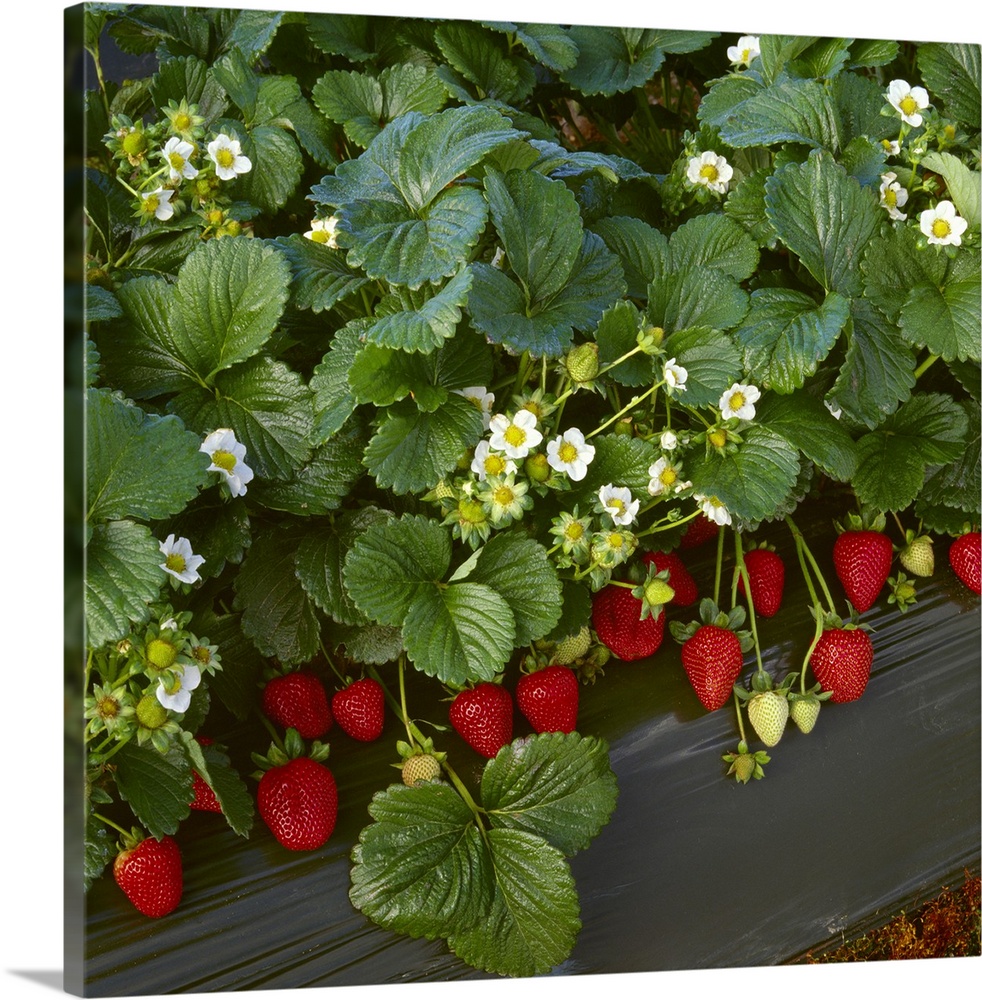 Closeup of strawberry plants