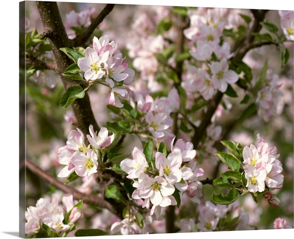 Closeup view of apple blossoms in full spring glory