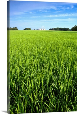 Closeup view of mid growth rice in a field with grain bins in the distance, Arkansas
