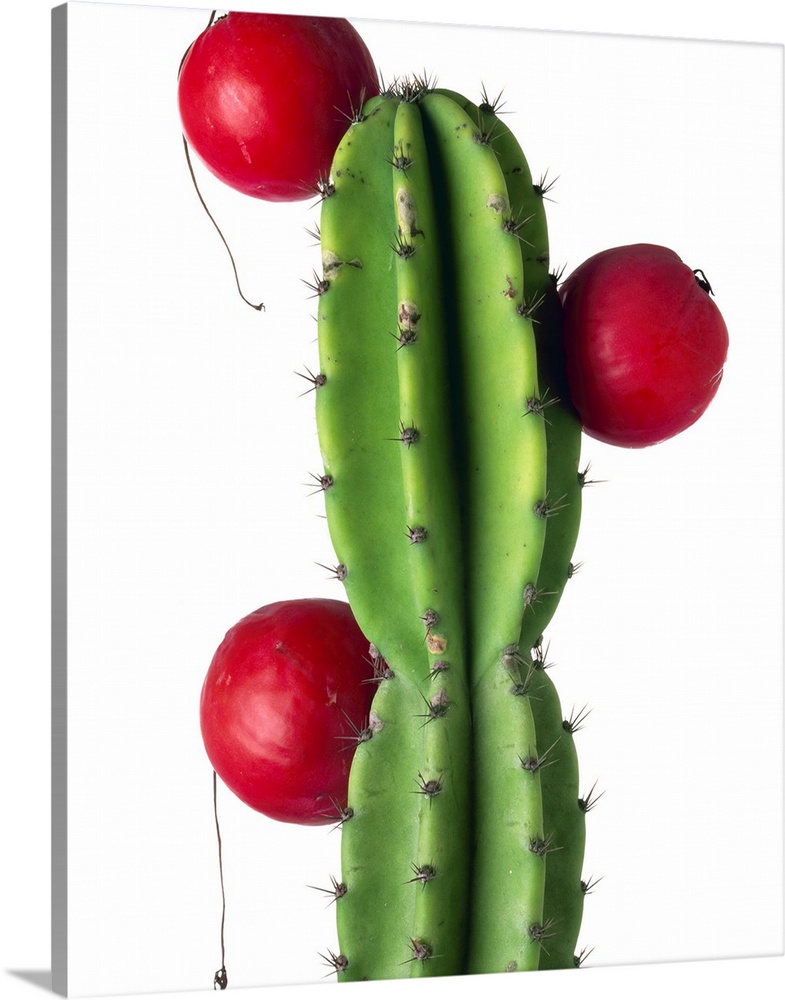 Cluster of red fruit of a cactus commonly grown as a garden plant