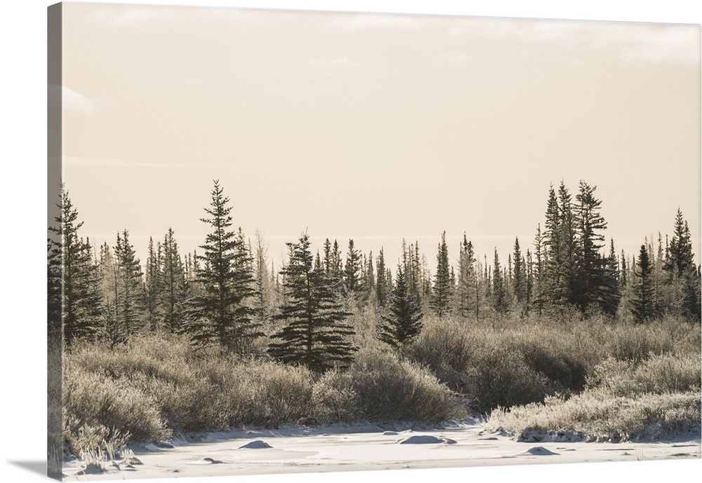 Cold afternoon along the coast line of Hudson Bay. The trees have a thin layer of frost on them, Churchill, Manitoba, Canada