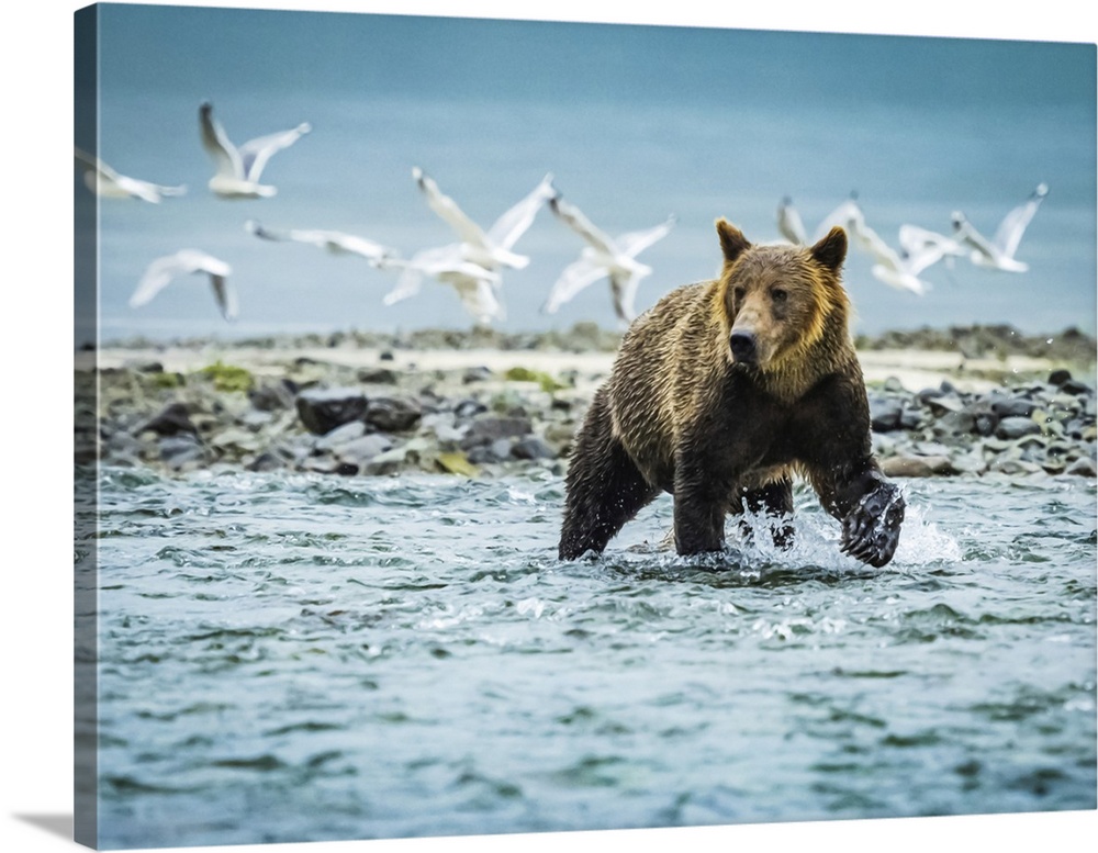Coastal Brown Bear (Ursus arctos horribilis) fishing for salmon in Geographic Harbor, Katmai National Park and Preserve, A...