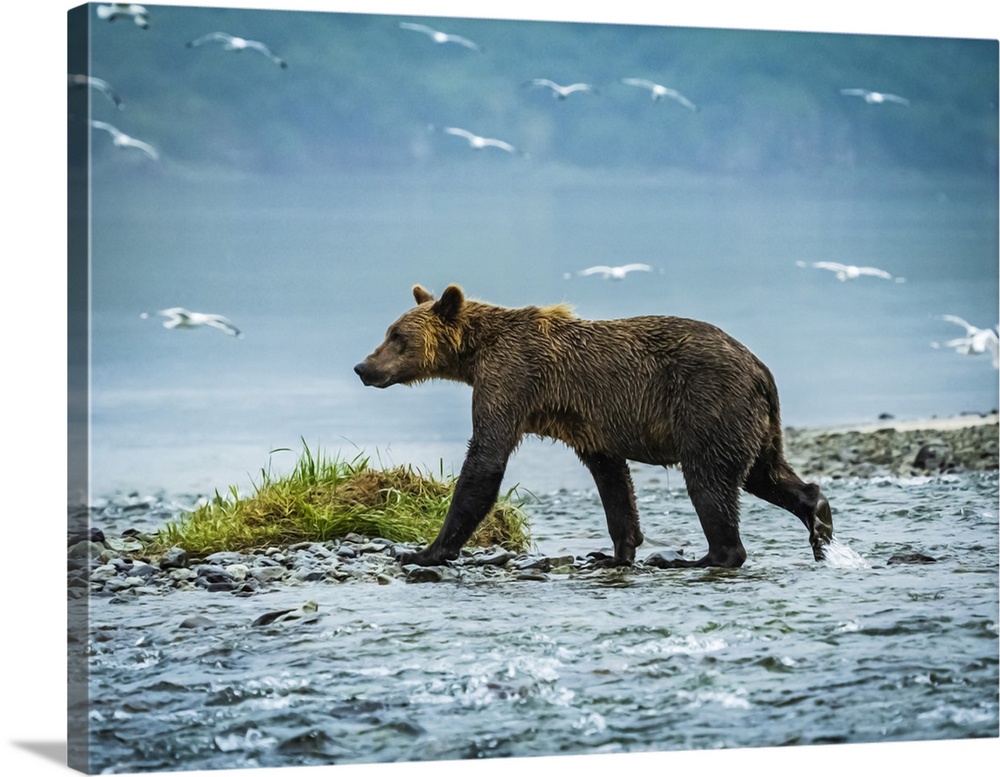 Coastal Brown Bear (Ursus arctos horribilis) fishing for salmon in Geographic Harbor, Katmai National Park and Preserve, A...