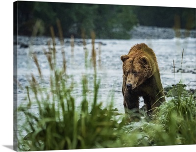 Coastal Brown Bear Fishing For Salmon, Katmai National Park And Preserve, Alaska