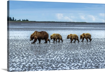 Coastal Brown Bears Walking Across A Tidal Flat, Lake Clark National Park, Alaska