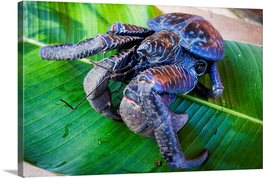 Coconut crab (Birgus latro). Vanuatu.