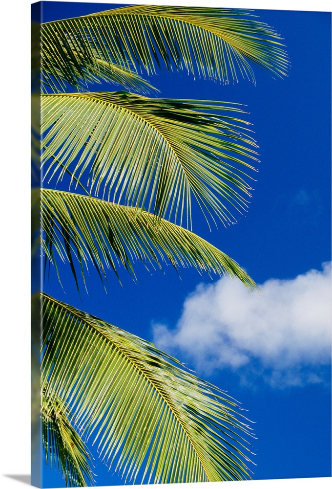 Coconut Palm Trees And Blue Sky