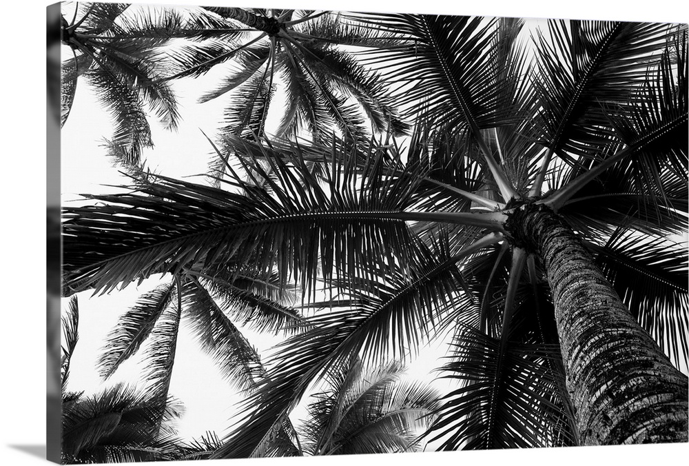 Low angle view of coconut palm trees in black and white; Honolulu, Oahu, Hawaii, United States of America
