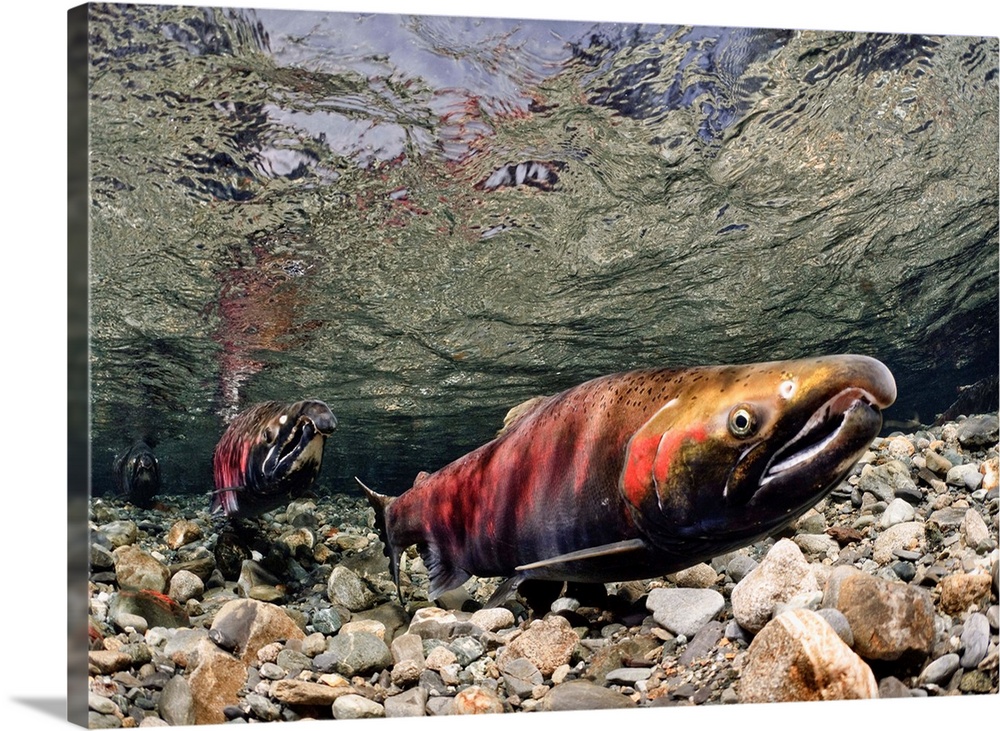Coho Salmon In Power Creek, Copper River Delta, Prince William Sound