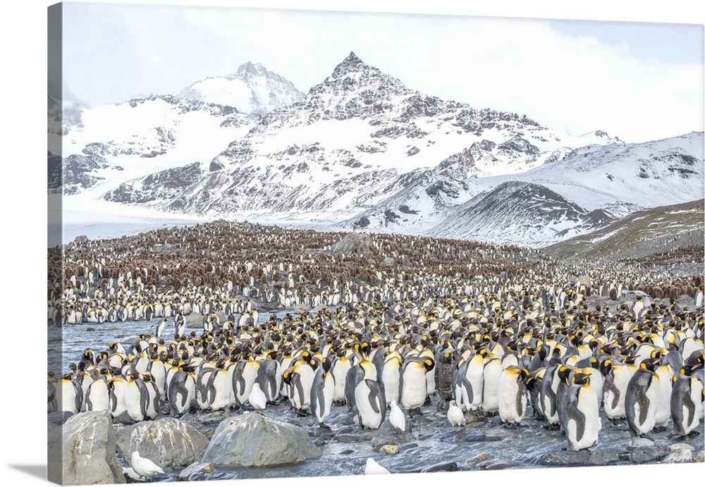 Colony of king penguins, Aptenodytes patagonicus, on South Georgia Island.