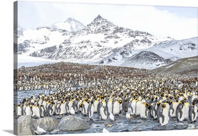 Colony Of King Penguins On South Georgia Island