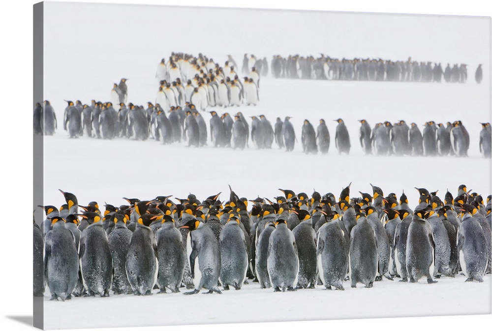 Colony of King Penguins (Aptenodytes patagonicus) standing in groups and lined up on the wintry tundra with blowing snow, ...