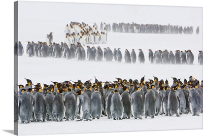 Colony Of King Penguins, South Georgia Island, South Georgia, Antarctica