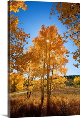 Colorado, Buffalo Pass, Sun Shining Through Fall-Colored Aspen Trees