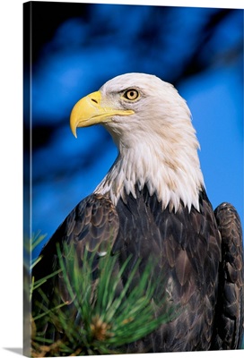 Colorado, Close-Up Of Bald Eagle, Sitting In Ponderosa Pine Tree
