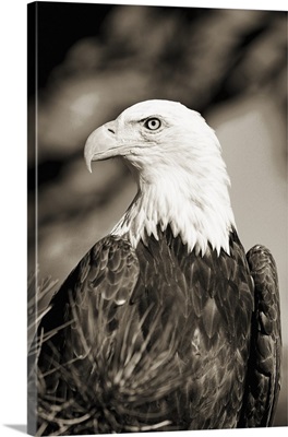 Colorado, Close-up of Bald Eagle sitting in ponderosa pine tree with head turned