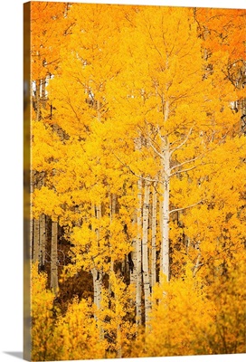 Colorado, Near Steamboat Springs, Buffalo Pass, Fall-Colored Aspen Trees