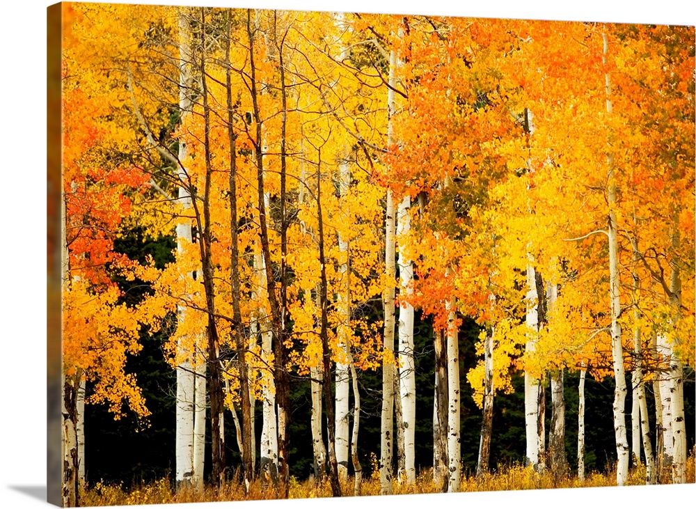 Giant, landscape photograph of Aspen trees in a forest with bright golden fall foliage, near Steamboat Springs, Colorado.
