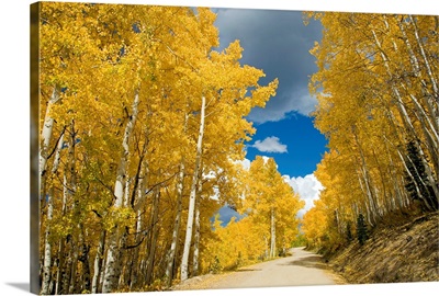 Colorado, Near Steamboat Springs, Buffalo Pass, Road Winding Through Fall-Colored Aspens