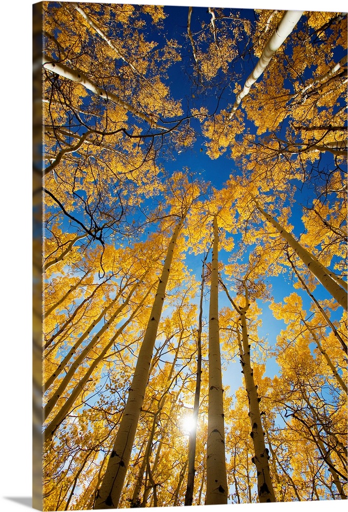 Vertical photo on canvas of the view of the tops of aspen trees in a forest.