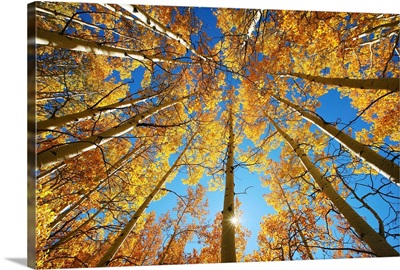 Colorado, Near Steamboat Springs, Buffalo Pass, Yellow Aspen Tree Canopy