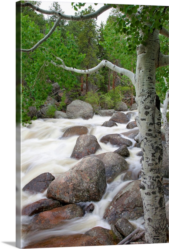 Colorado, Rocky Mountains, A Raging River With Lush Foliage
