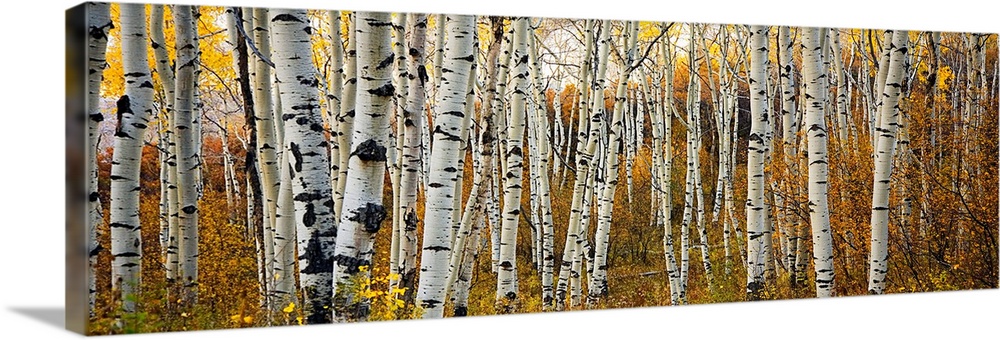 Panoramic photograph of a row of thin trees in a forest in the fall, in the Rocky Mountain area.