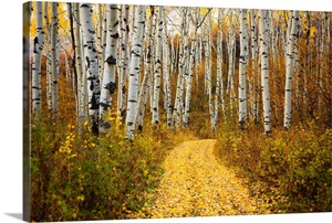 Colorado, Yellow Aspen Leaves On Country Road image thumbnail